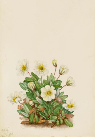 Mary Vaux Walcott - White Dryad Dryas octopetala.webp