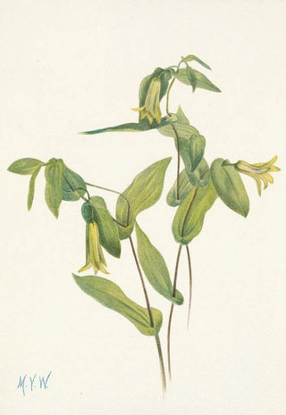 Mary Vaux Walcott - Wood Merrybells Uvularia perfoliata.webp