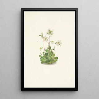 Mary Vaux Walcott - Woodnymph Moneses uniflora (Case Conflict).webp