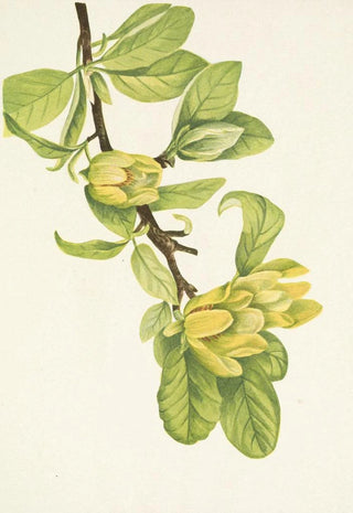 Mary Vaux Walcott - Yellow Cucumbertree Magnolia cordata.webp