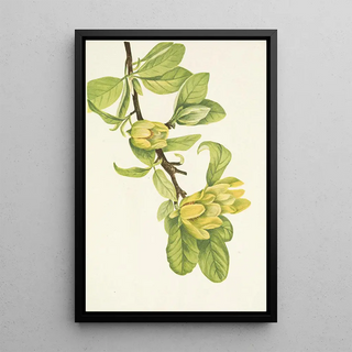 Mary Vaux Walcott - Yellow Cucumbertree Magnolia cordata.webp