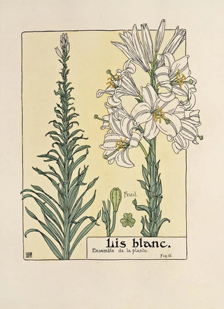 Maurice Pillard Verneuil - Lis blanc.webp