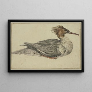 Melchior dHondecoeter - Liegende Ente mit brauner Haube rotem Schnabel und Fen.webp