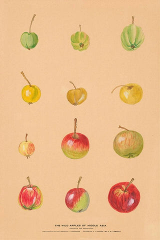 Nikolai Ivanovich Vavilov - The Wild Apples of Middle Asia.webp