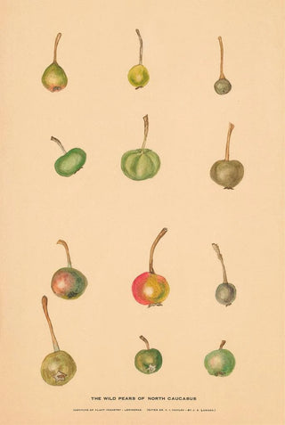 Nikolai Ivanovich Vavilov - The Wild Pears of North Caucasus 2.webp