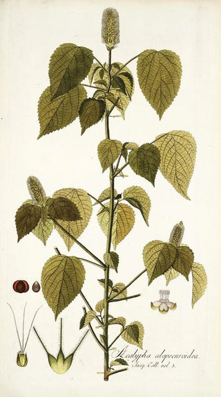 Nikolaus Joseph Freiherr von Jacquin - Acalypha alopecuroidea.webp