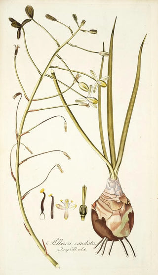 Nikolaus Joseph Freiherr von Jacquin - Albuca caudata.webp