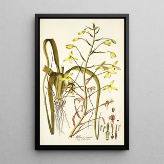 Nikolaus Joseph Freiherr von Jacquin - Albuca major.webp