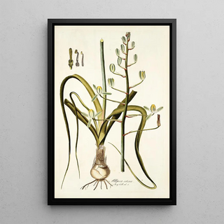 Nikolaus Joseph Freiherr von Jacquin - Albuca setosa.webp