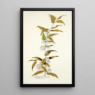 Nikolaus Joseph Freiherr von Jacquin - Andromeda lucida.webp