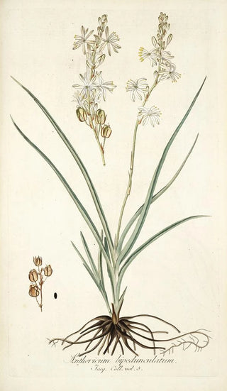 Nikolaus Joseph Freiherr von Jacquin - Anthericum bipedunculatum.webp