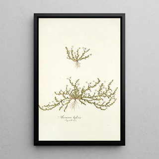 Nikolaus Joseph Freiherr von Jacquin - Arenaria biflora.webp