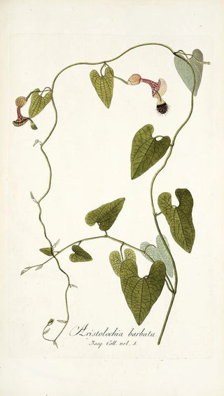 Nikolaus Joseph Freiherr von Jacquin - Aristolochia barbata.webp