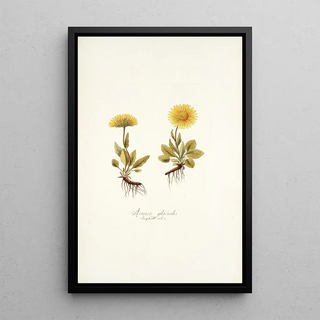 Nikolaus Joseph Freiherr von Jacquin - Arnica glacialis.webp