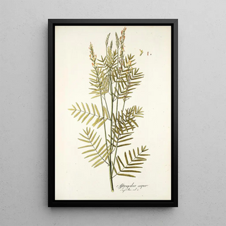 Nikolaus Joseph Freiherr von Jacquin - Astragalus asper.webp