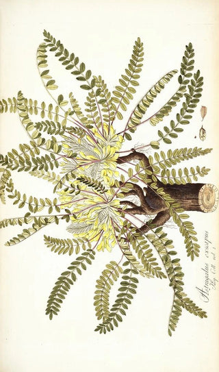 Nikolaus Joseph Freiherr von Jacquin - Astragalus exscapus.webp