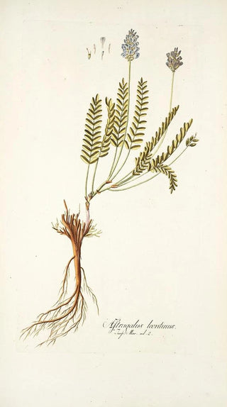 Nikolaus Joseph Freiherr von Jacquin - Astragalus leontinus.webp