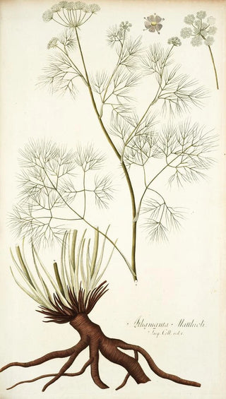 Nikolaus Joseph Freiherr von Jacquin - Athamanta matthioli.webp