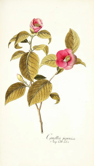 Nikolaus Joseph Freiherr von Jacquin - Camellia japonica.webp