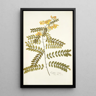 Nikolaus Joseph Freiherr von Jacquin - Cassia crista.webp