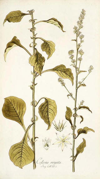 Nikolaus Joseph Freiherr von Jacquin - Celosia virgata.webp