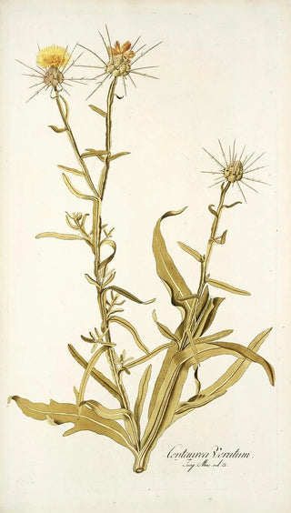Nikolaus Joseph Freiherr von Jacquin - Centaurea verutum.webp