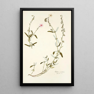 Nikolaus Joseph Freiherr von Jacquin - Cistus mutabilis.webp