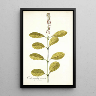 Nikolaus Joseph Freiherr von Jacquin - Citharexylum erectum.webp