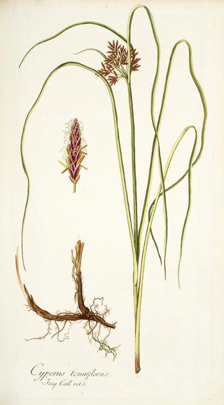 Nikolaus Joseph Freiherr von Jacquin - Cyperus tenuiflorus.webp