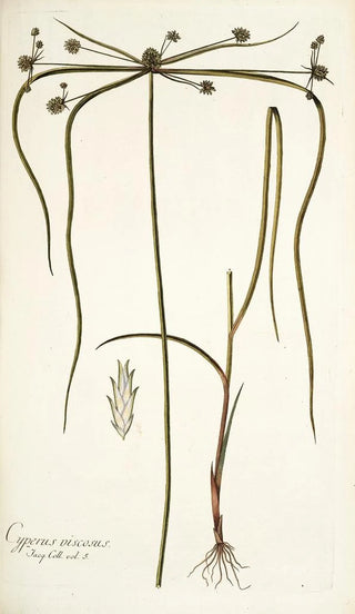 Nikolaus Joseph Freiherr von Jacquin - Cyperus viscosus.webp