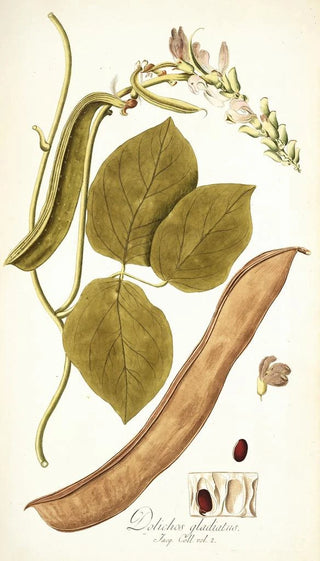 Nikolaus Joseph Freiherr von Jacquin - Dolichos gladiaius.webp