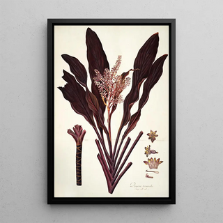 Nikolaus Joseph Freiherr von Jacquin - Dracaena terminalis.webp