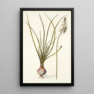 Nikolaus Joseph Freiherr von Jacquin - Drimia media.webp