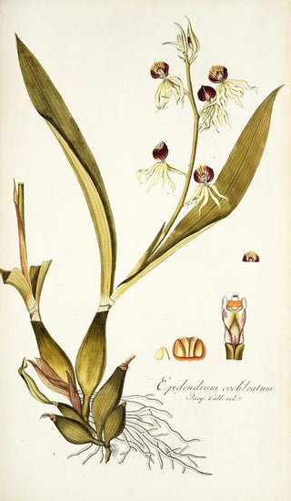 Nikolaus Joseph Freiherr von Jacquin - Epidendrum cochleatum.webp
