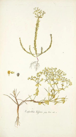 Nikolaus Joseph Freiherr von Jacquin - Euphorbia diffusa.webp