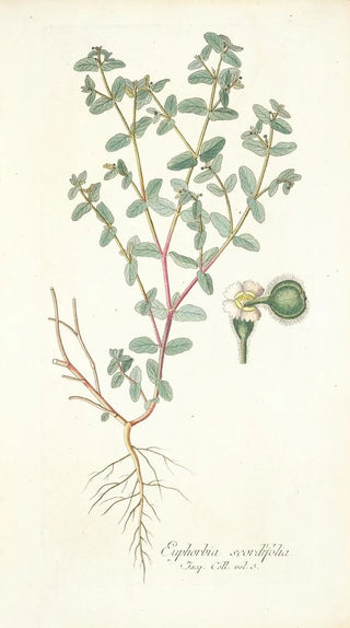 Nikolaus Joseph Freiherr von Jacquin - Euphorbia scordifolia.webp
