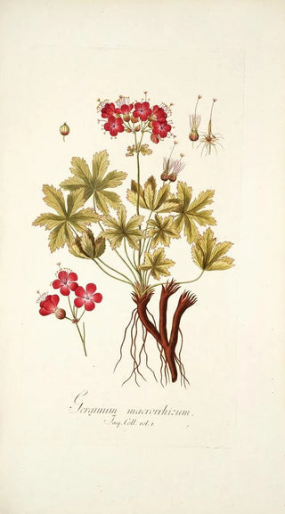 Nikolaus Joseph Freiherr von Jacquin - Geranium macrorrhizum.webp