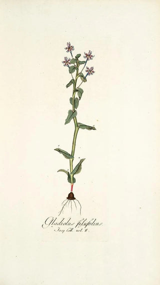 Nikolaus Joseph Freiherr von Jacquin - Gladiolus fissifolius.webp