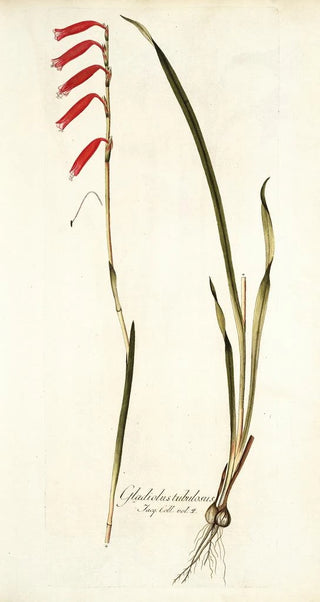 Nikolaus Joseph Freiherr von Jacquin - Gladiolus tubulosus.webp