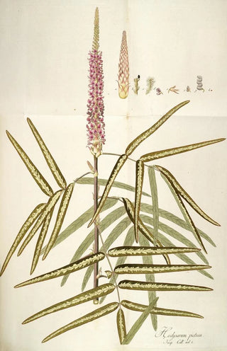 Nikolaus Joseph Freiherr von Jacquin - Hedysarum pictum.webp