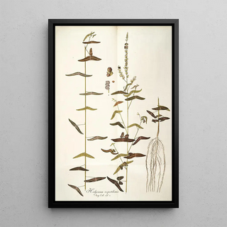 Nikolaus Joseph Freiherr von Jacquin - Hedysarum vespertilionis.webp