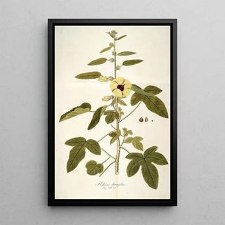 Nikolaus Joseph Freiherr von Jacquin - Hibiscus diversifolius.webp