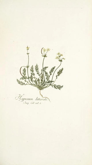 Nikolaus Joseph Freiherr von Jacquin - Hypecoum littorale.webp