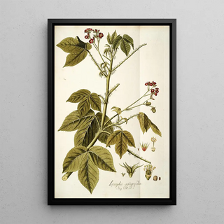 Nikolaus Joseph Freiherr von Jacquin - Iatropha gossypifolia.webp