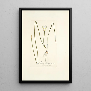 Nikolaus Joseph Freiherr von Jacquin - Ixia chloroleuca.webp