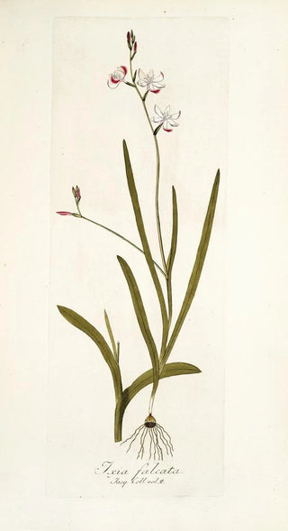 Nikolaus Joseph Freiherr von Jacquin - Ixia falcata.webp