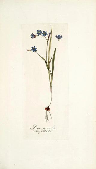 Nikolaus Joseph Freiherr von Jacquin - Ixia secunda.webp