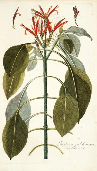 Nikolaus Joseph Freiherr von Jacquin - Justicia pulcherrima.webp