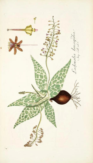 Nikolaus Joseph Freiherr von Jacquin - Lachenalia lanceaefolia.webp