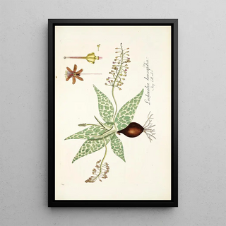 Nikolaus Joseph Freiherr von Jacquin - Lachenalia lanceaefolia.webp